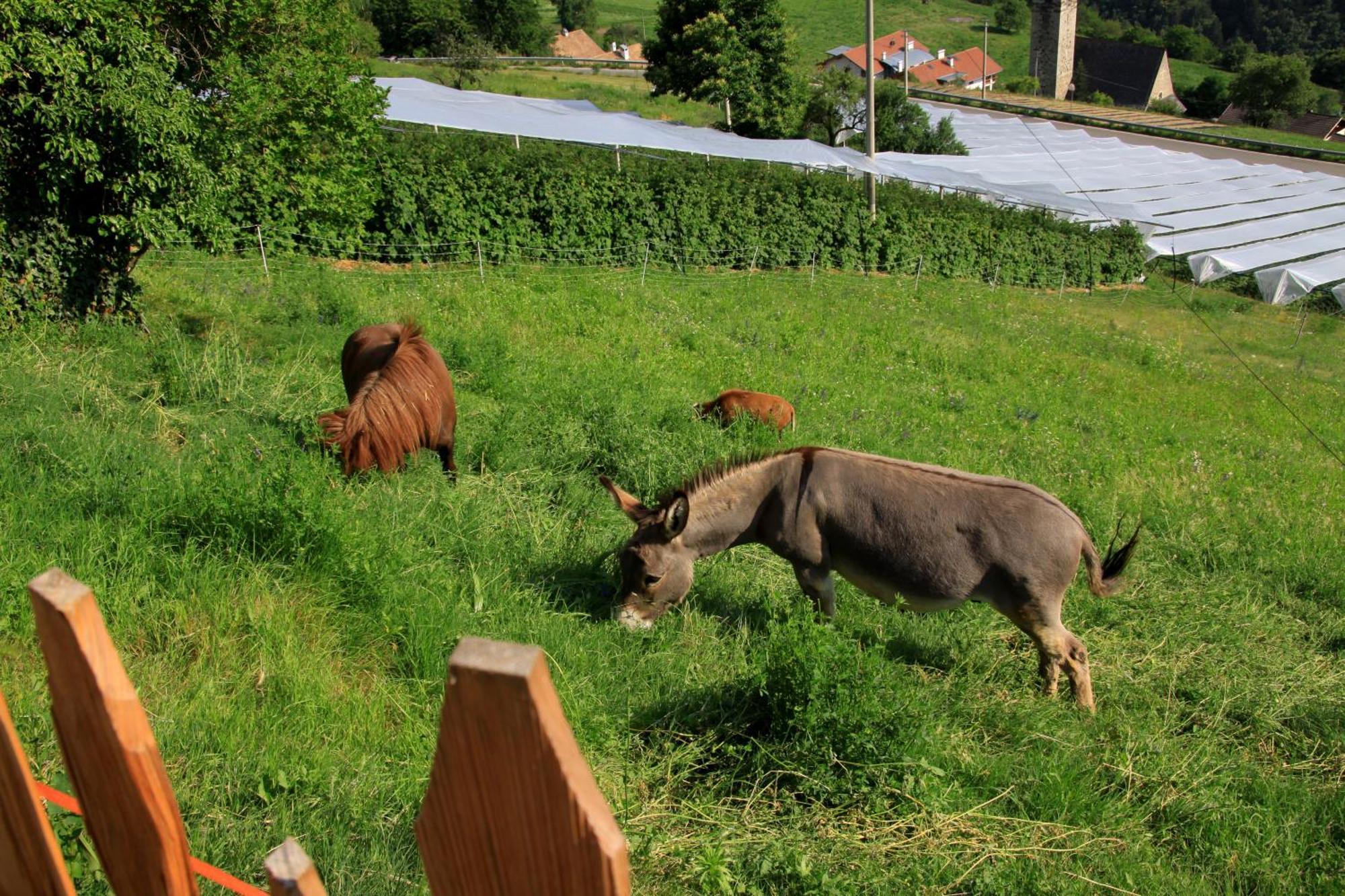 Ausservogelweiderhof Laion Extérieur photo